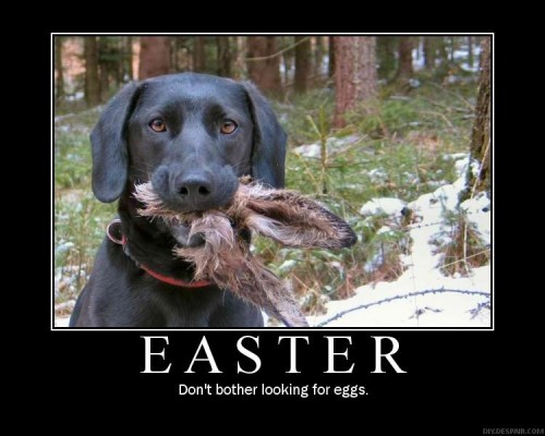 [NO-BUNNY-500x400.jpg]