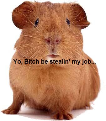 [Guineapigcaption.JPG]