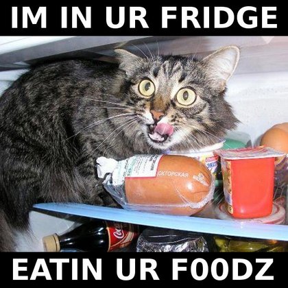 [fridgecat.jpg]