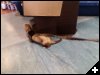 [ferret]