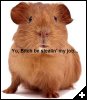 [Guineapigcaption]