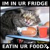 [fridgecat]