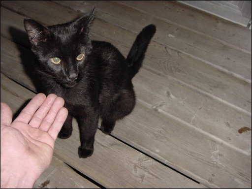 [kittyfive.JPG]