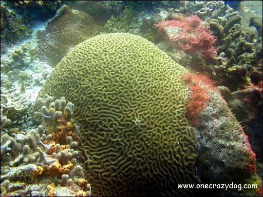 [Brain_Coral.jpg]