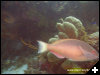 [Parrotfish]