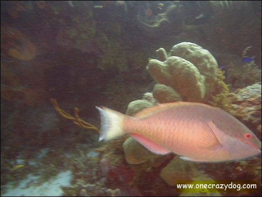 [Parrotfish.jpg]