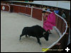 [Bull Fight 1]