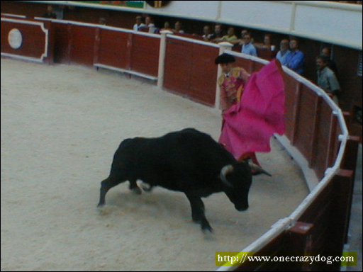 [Bull_Fight_1.JPG]