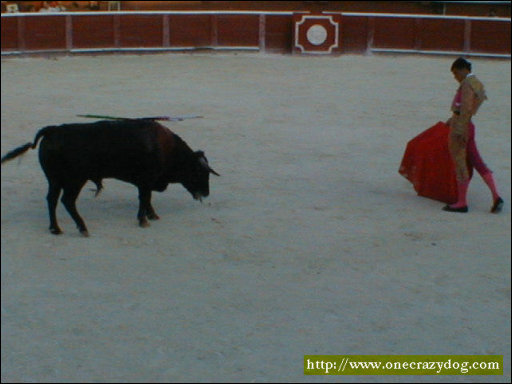 [Bull_Fight_6.JPG]