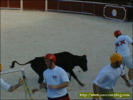 [Bull_Fight_Soccer_1.JPG]