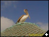 [Pelican Punta Morena]