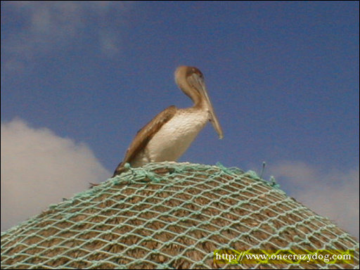 [Pelican_Punta_Morena.jpg]