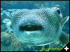 [Puffer Fish Xcaret]