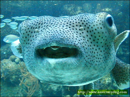 [Puffer_Fish_Xcaret.JPG]